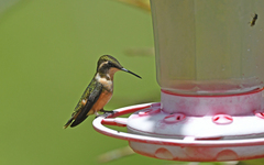 Philodice mitchellii