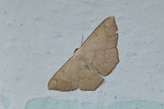 Peratostega deletaria