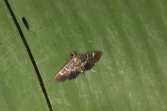 Desmia ploralis