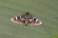 Desmia ploralis
