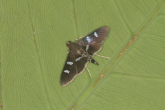 Desmia ploralis