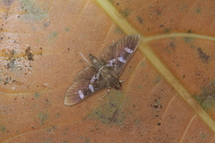 Desmia ploralis