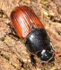 Coprimorphus scrutator
