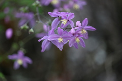 Thalictrum chelidonii