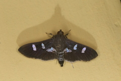 Desmia ploralis