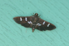 Desmia ploralis