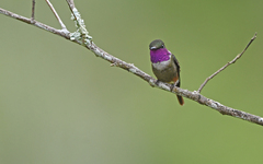 Philodice mitchellii