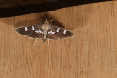 Desmia ploralis