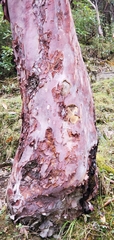 Rhododendron barbatum