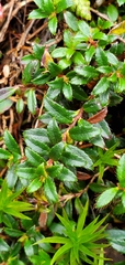 Gaultheria trichophylla