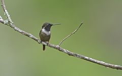 Philodice mitchellii