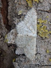 Scopula marginepunctata