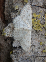 Scopula marginepunctata