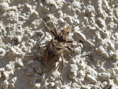 Coniocleonus excoriatus