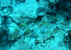 Lutjanus kasmira