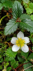 Fragaria nubicola