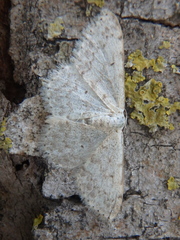 Scopula marginepunctata