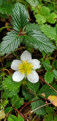 Fragaria nubicola