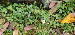 Fragaria nubicola