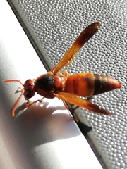 Rhynchium oculatum