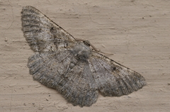 Gnophini