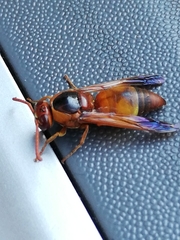 Rhynchium oculatum