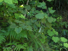 Rubus alceifolius