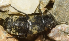 Creophilus maxillosus