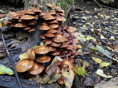 Kuehneromyces
