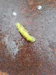 Epistrophe grossulariae