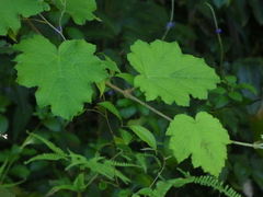 Rubus alceifolius