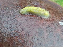 Epistrophe grossulariae