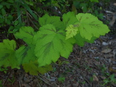 Rubus alceifolius
