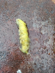 Epistrophe grossulariae