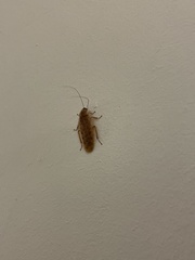 Rhabdoblatta rustica