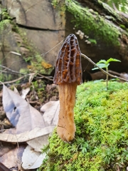 Morchella australiana