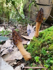 Morchella australiana