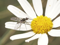 Phthiria antiqua