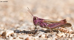 Chorthippus maritimus