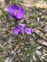 Swainsona procumbens