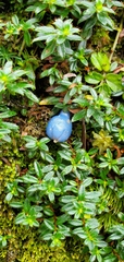 Gaultheria trichophylla
