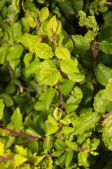 Prunus spinosa