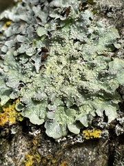 Punctelia jeckeri