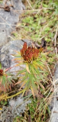 Rhodiola