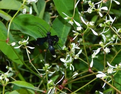Pompilidae