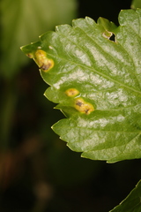 Puccinia smyrnii