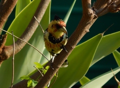 Trachyphonus vaillantii