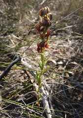 Pterostylis sanguinea