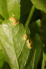 Puccinia smyrnii