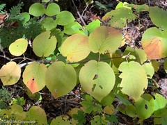 Viburnum lantanoides